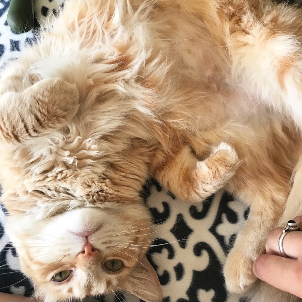 Meet your Posher, Safeeyah